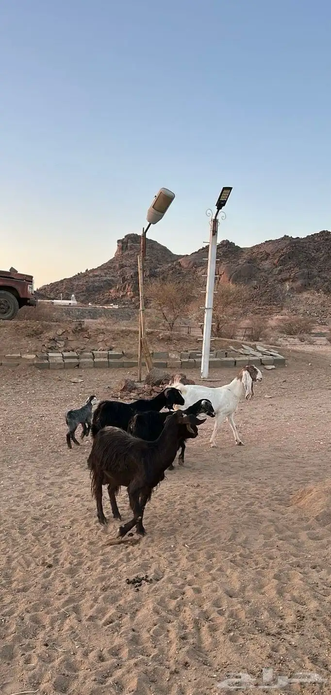 معزا للبيع العدد 6بالفحل 5