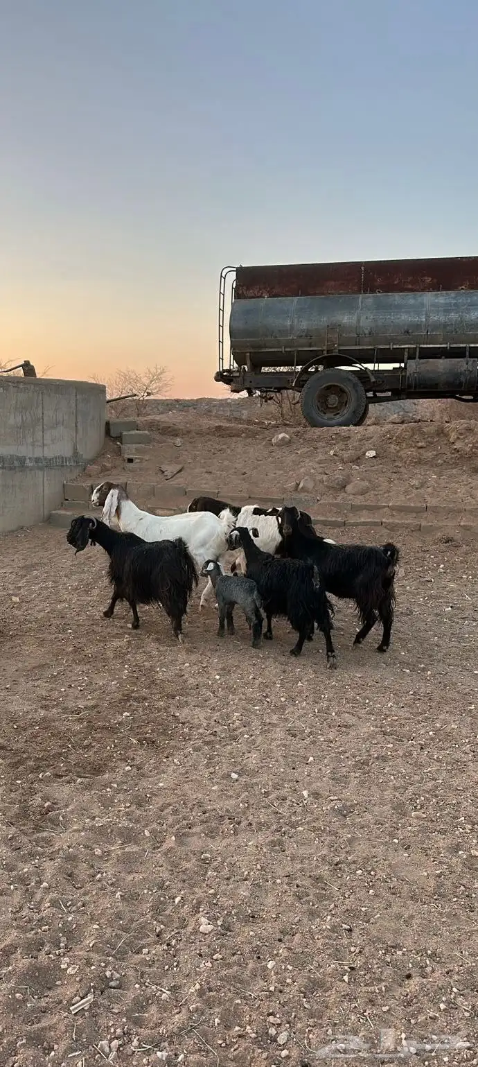 معزا للبيع العدد 6بالفحل 6