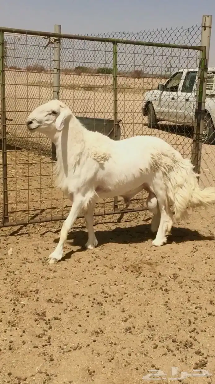 فحل حري صنف فاخر 5