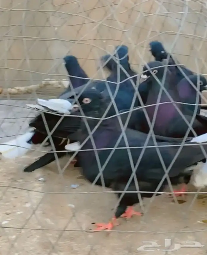 حمام قطيفي قلاب دم وفعل 0