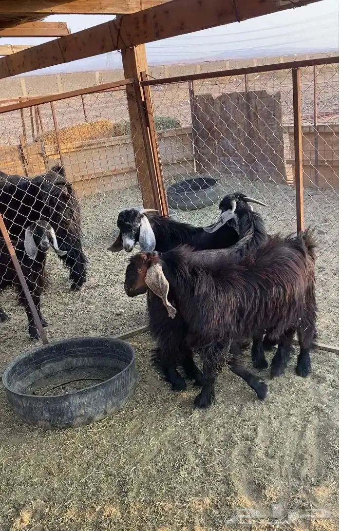 3 تيوس تعلف برسيم وشعير فقط 3