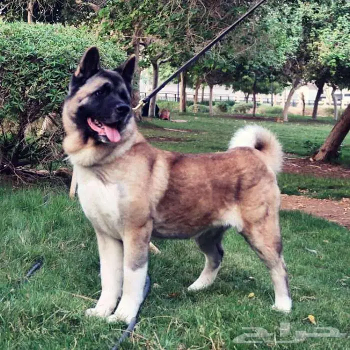 امريكان اكيتا 2