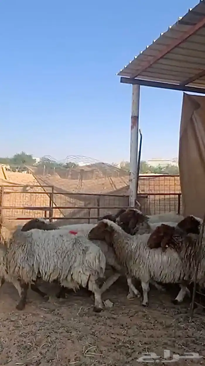 مراح نعيم دفيع منوة القناي 4