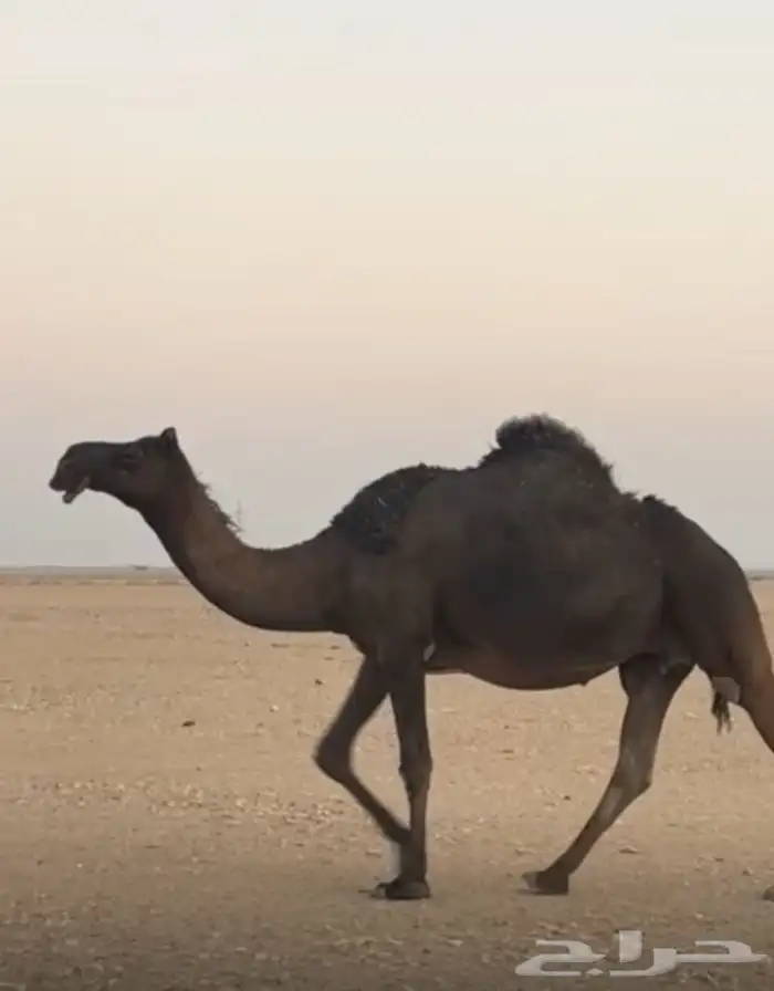 للبيع لقحه 1