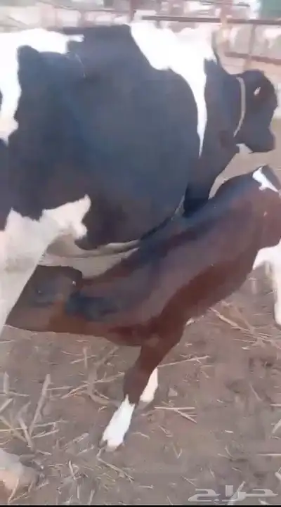 بقرة هولندية index