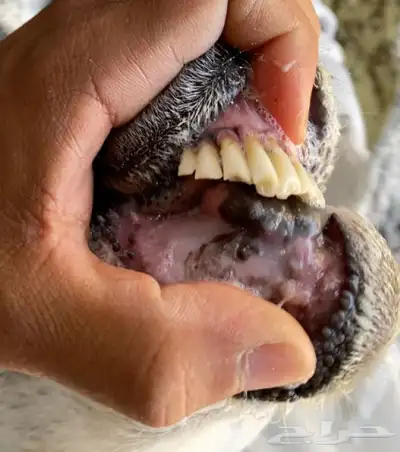 غنم مضاريع index