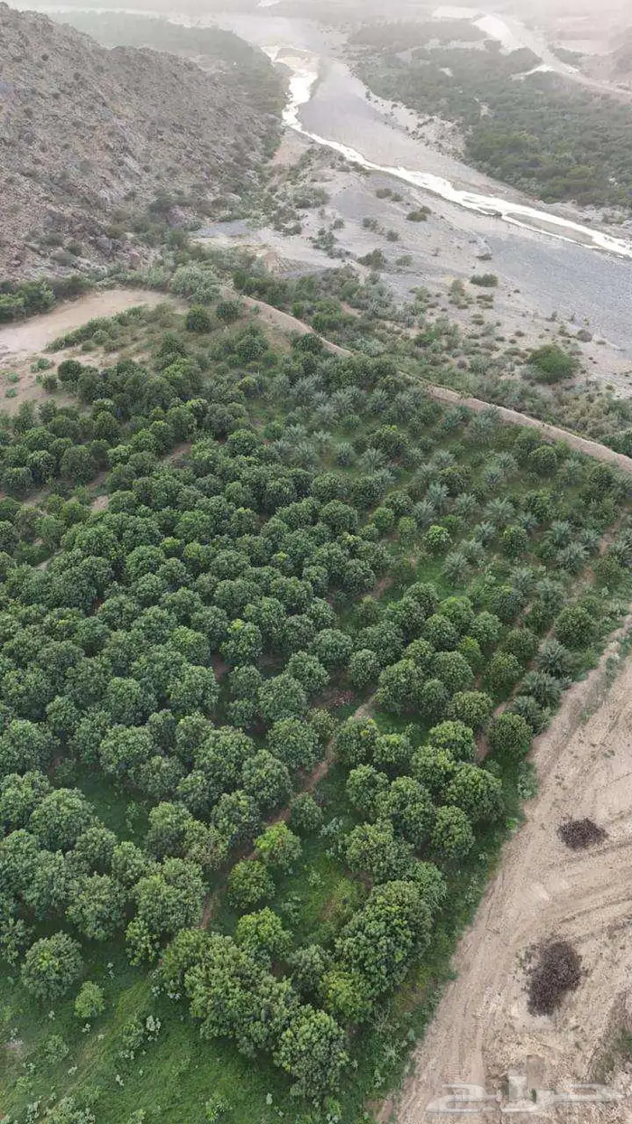 مزرعة استثمارية مميزة في وادي قنونا العرضيات منطقة مكة 1