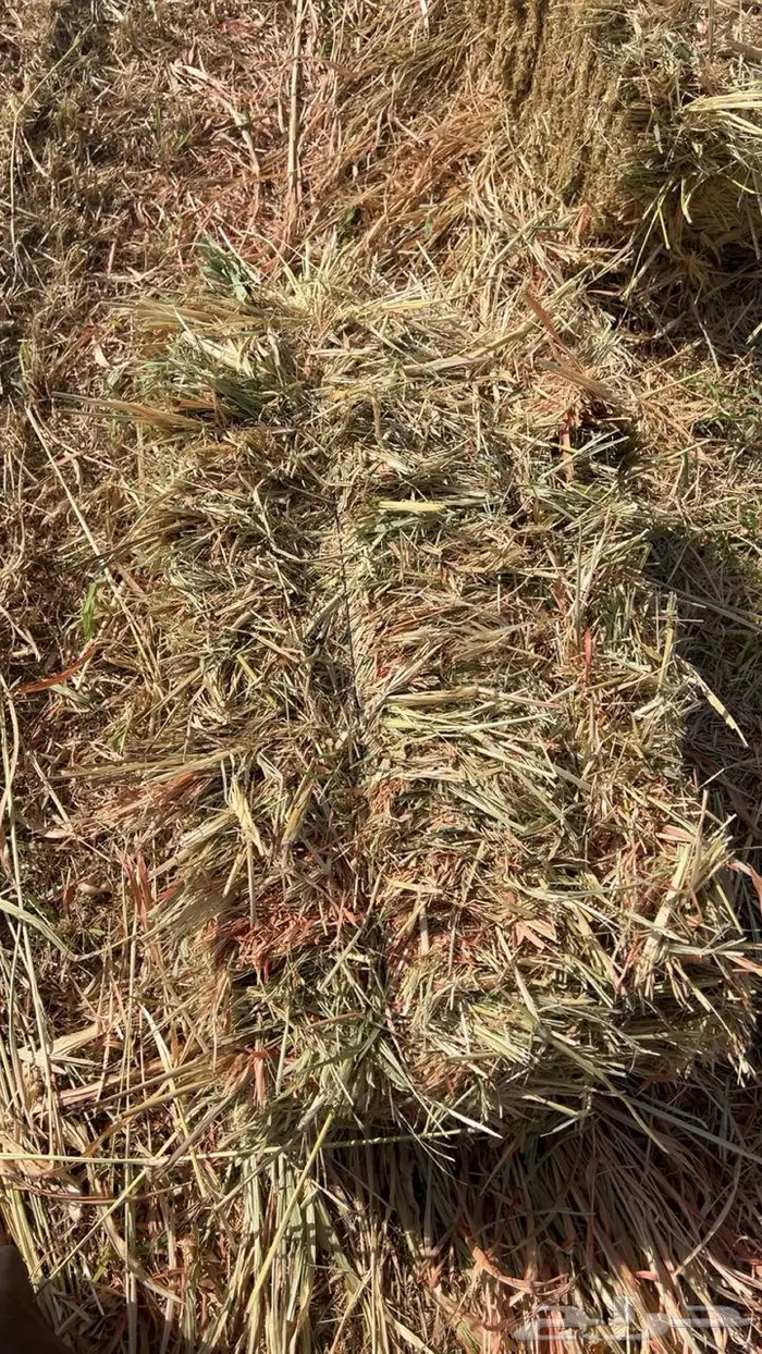 ذره جيزانيه او جازانيه للبيع 1