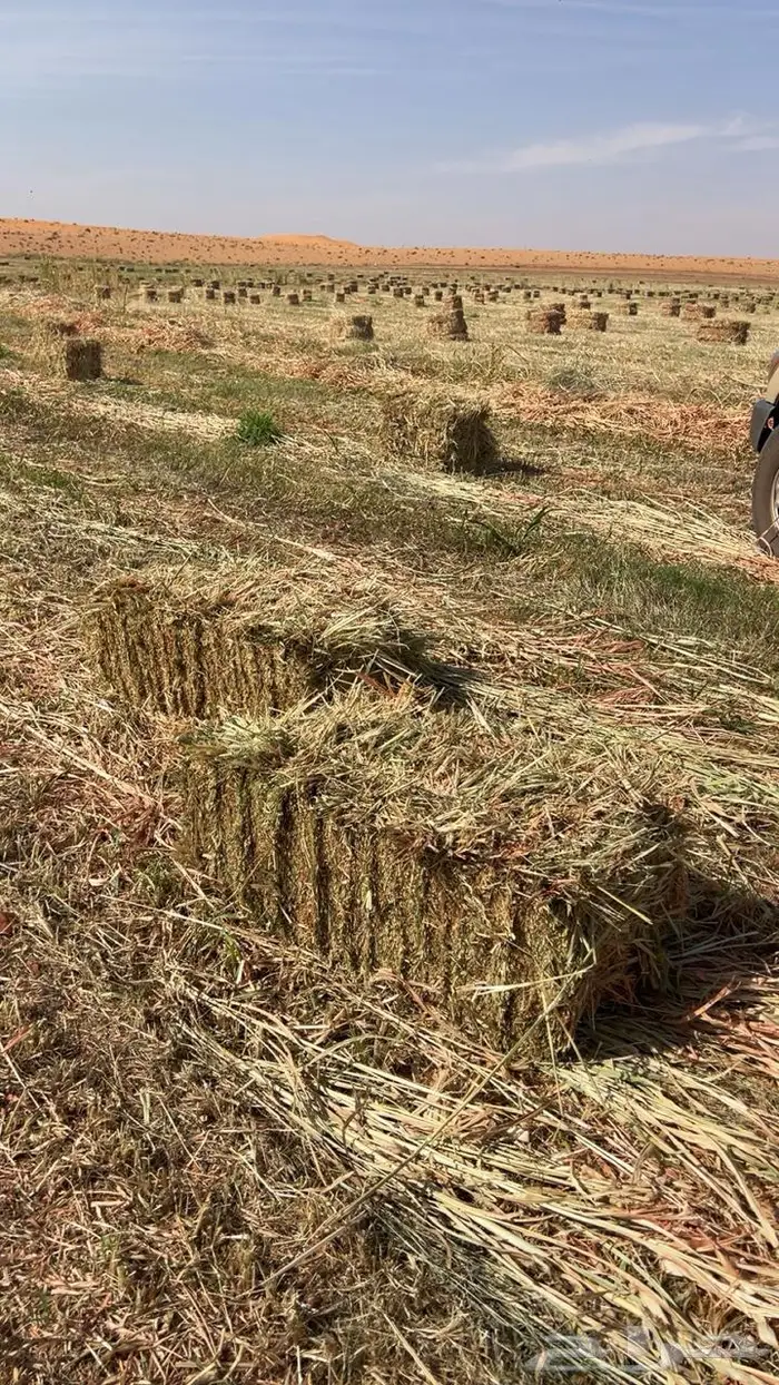 ذره جيزانيه او جازانيه للبيع 2