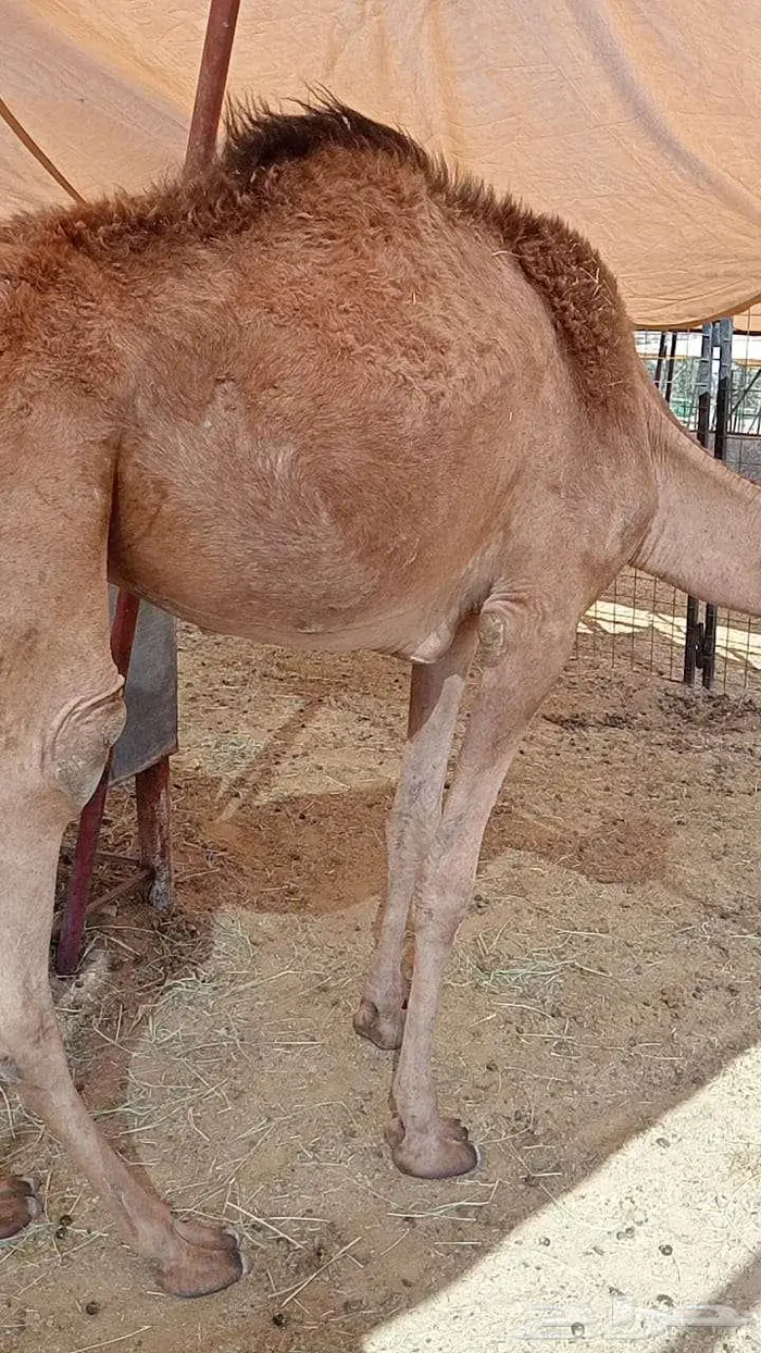 قعود صومالي تربيه شهرين 1