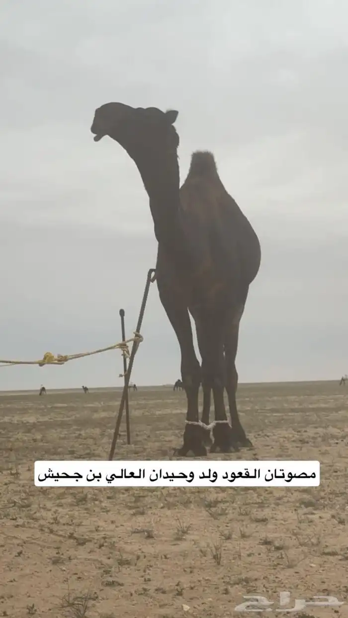 لقحه حمراء مجهيم مننتج ولدها قريب 2