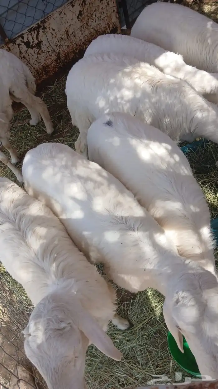 للبيع7 طليان كفو 1