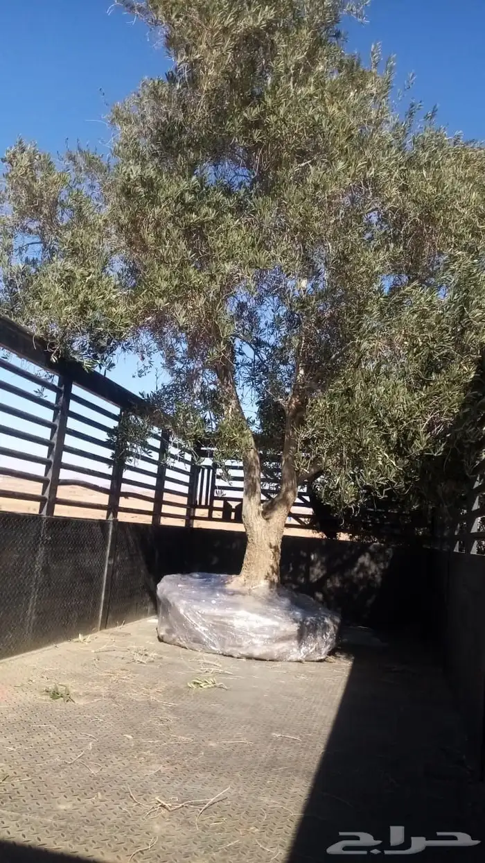 توريد وزراعة اشجار زيتون شجر زيتون 51