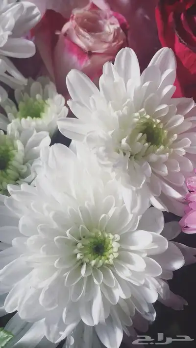 كاميرا Canon index