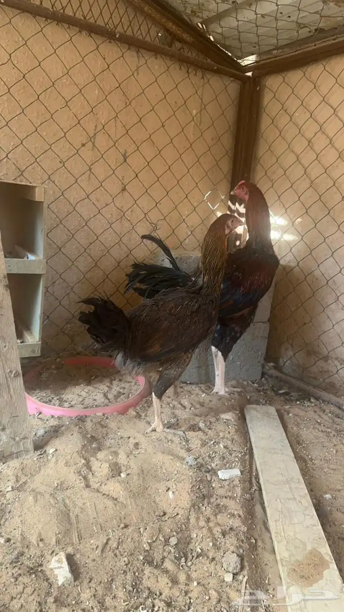 طقم دجاج فارسي ديك ودجاجة 2