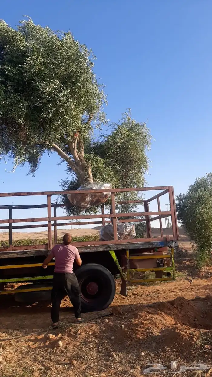 توريد وزراعة اشجار زيتون شجر زيتون 47
