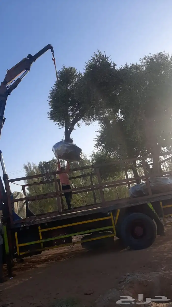 توريد وزراعة اشجار زيتون شجر زيتون 44