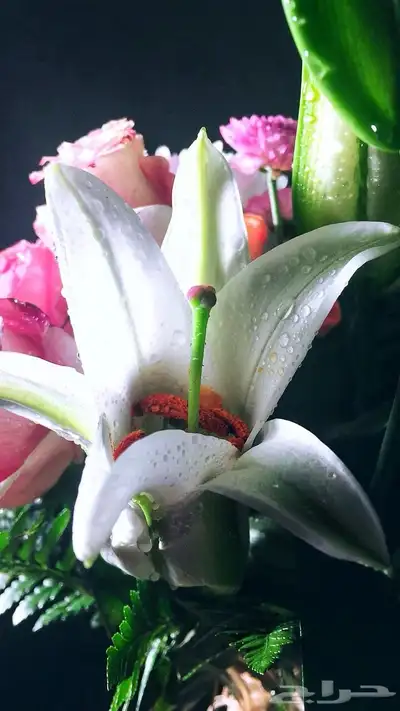 كاميرا Canon index