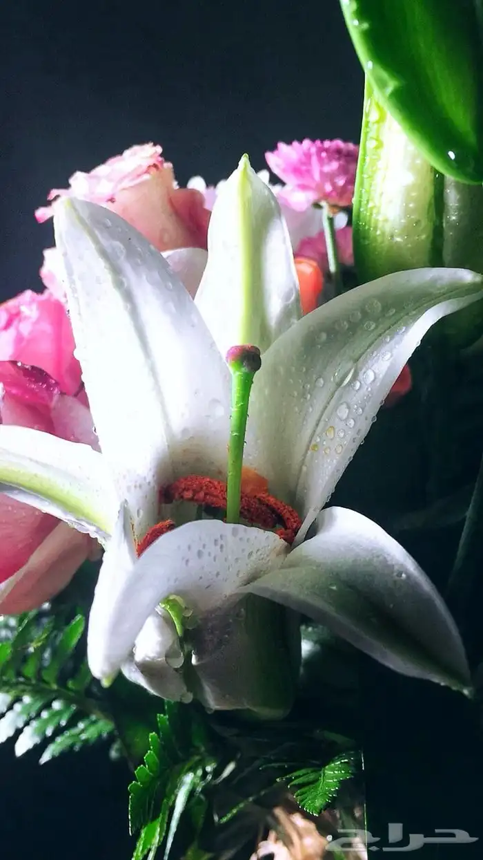 كاميرا Canon 1