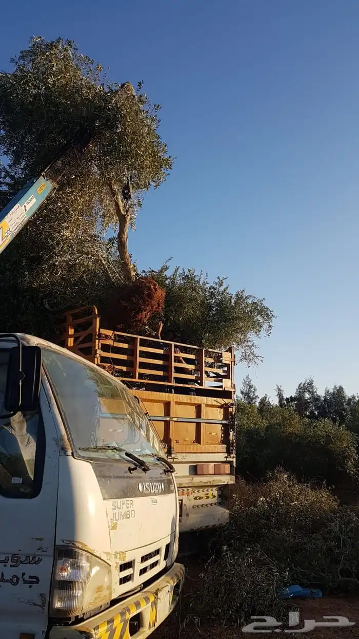 توريد وزراعة اشجار زيتون شجر زيتون 6