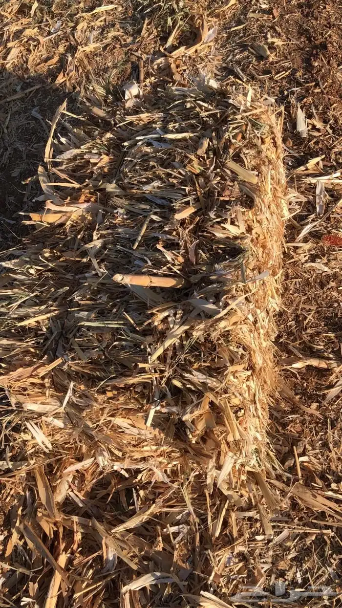 للبيع تبن ذرة شامية 2025 لبانة ويلجر 1