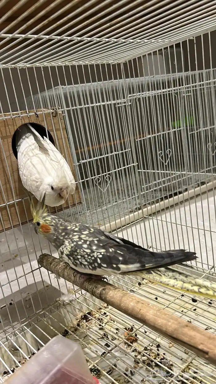 للبيع جوز كروان 0