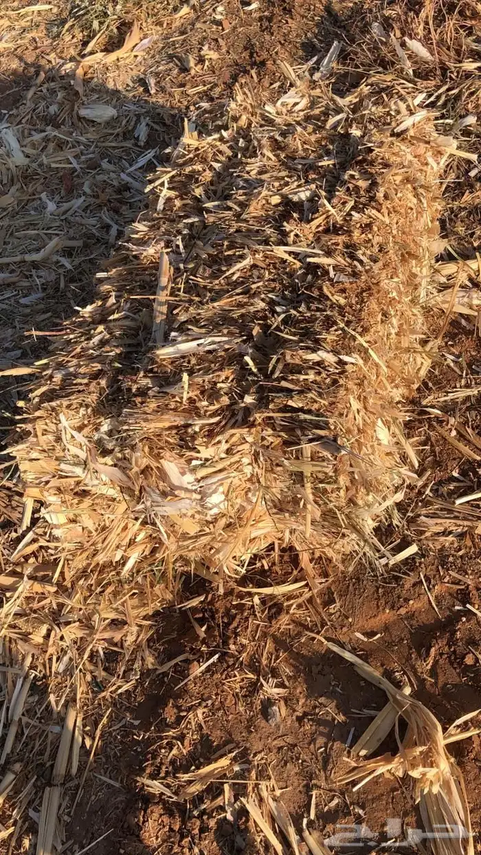 للبيع تبن ذرة شامية 2025 لبانة ويلجر 2