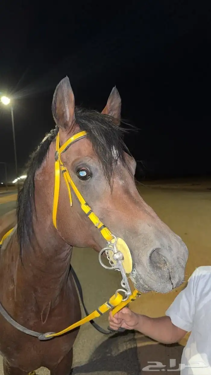 حصان عربي اصيل مروان الشقب للبيع 0