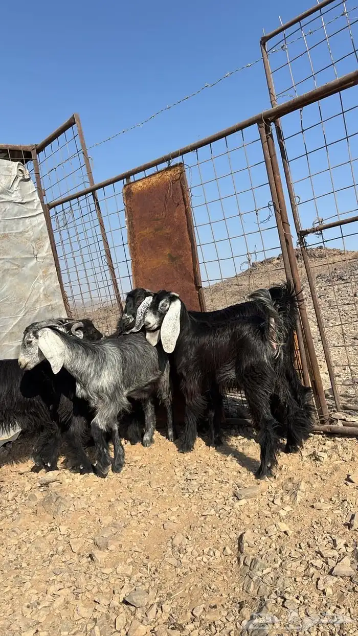 تيوس للبيع 1