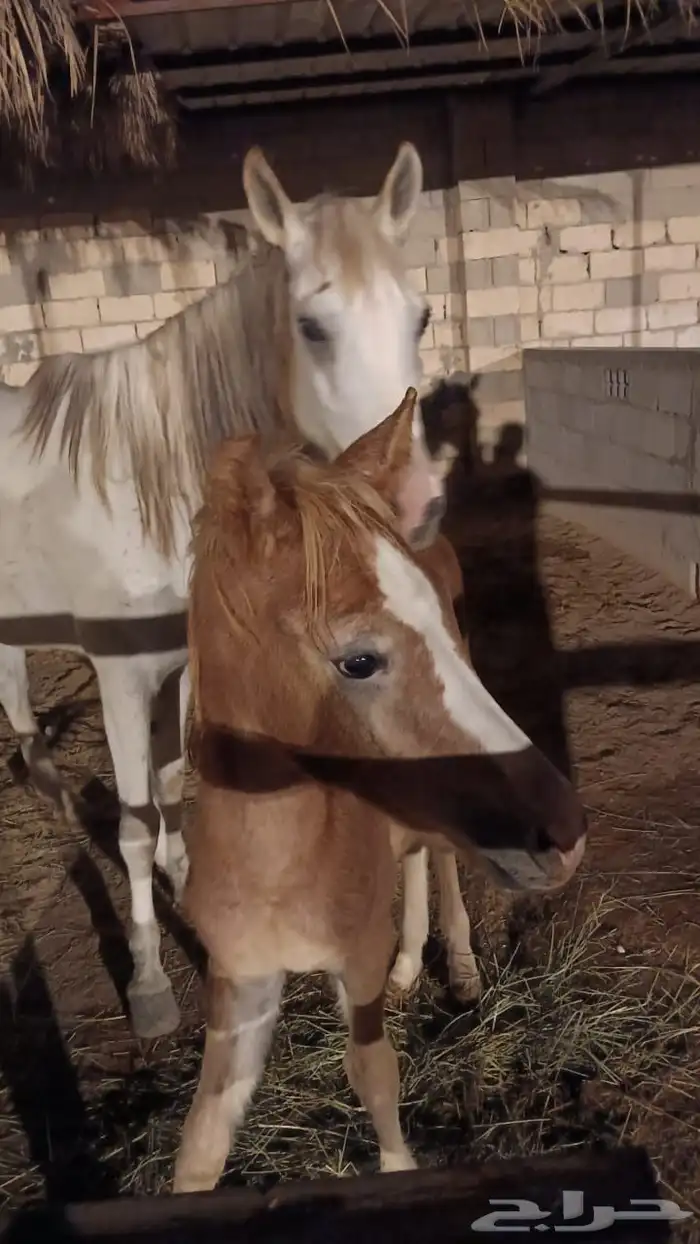 فرس شعبيه مع مهر للبيع 0
