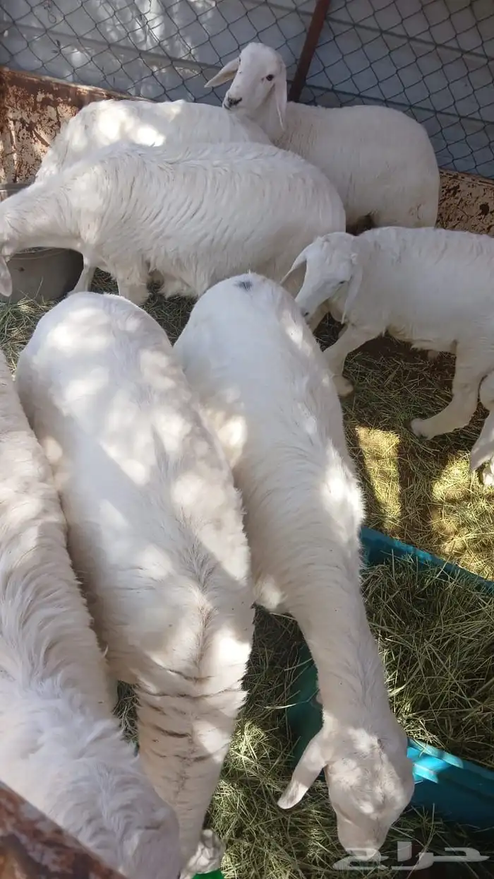 للبيع7 طليان كفو 0