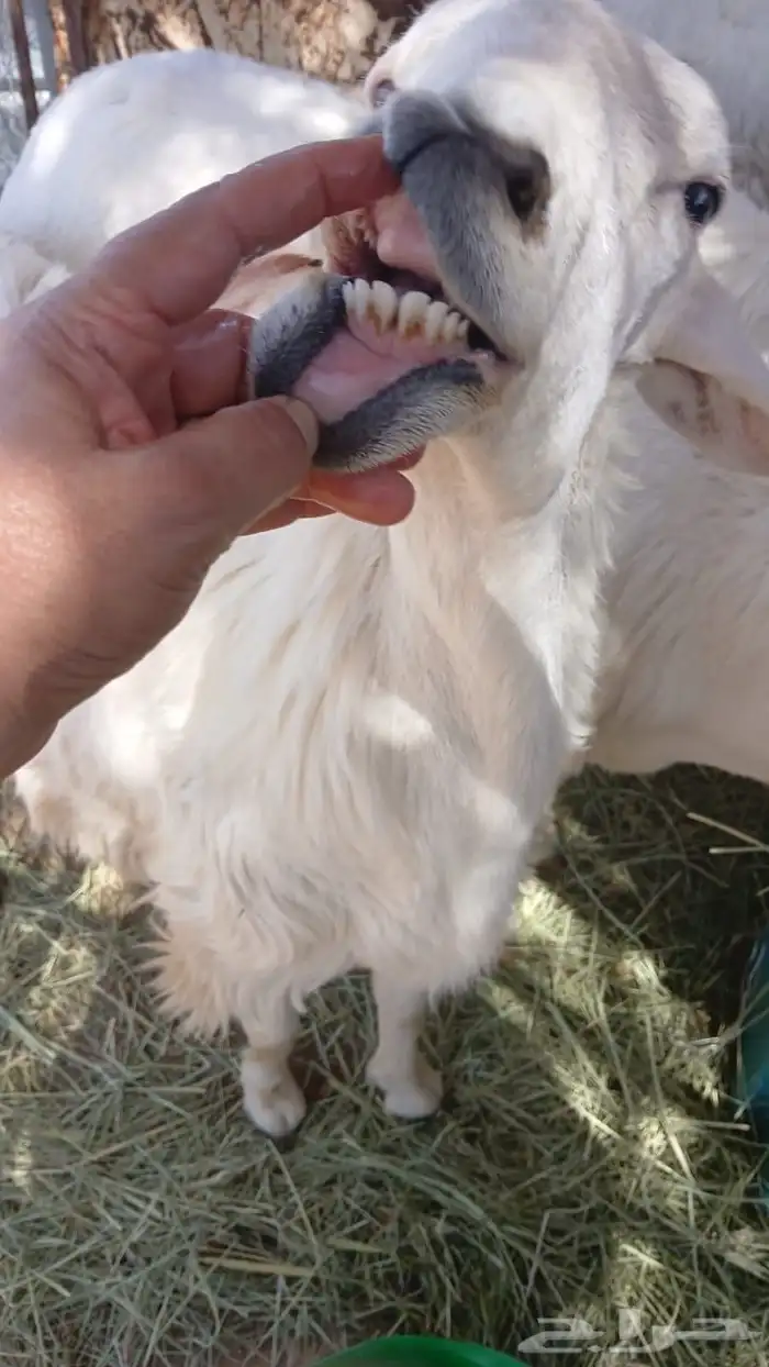 للبيع7 طليان كفو 2