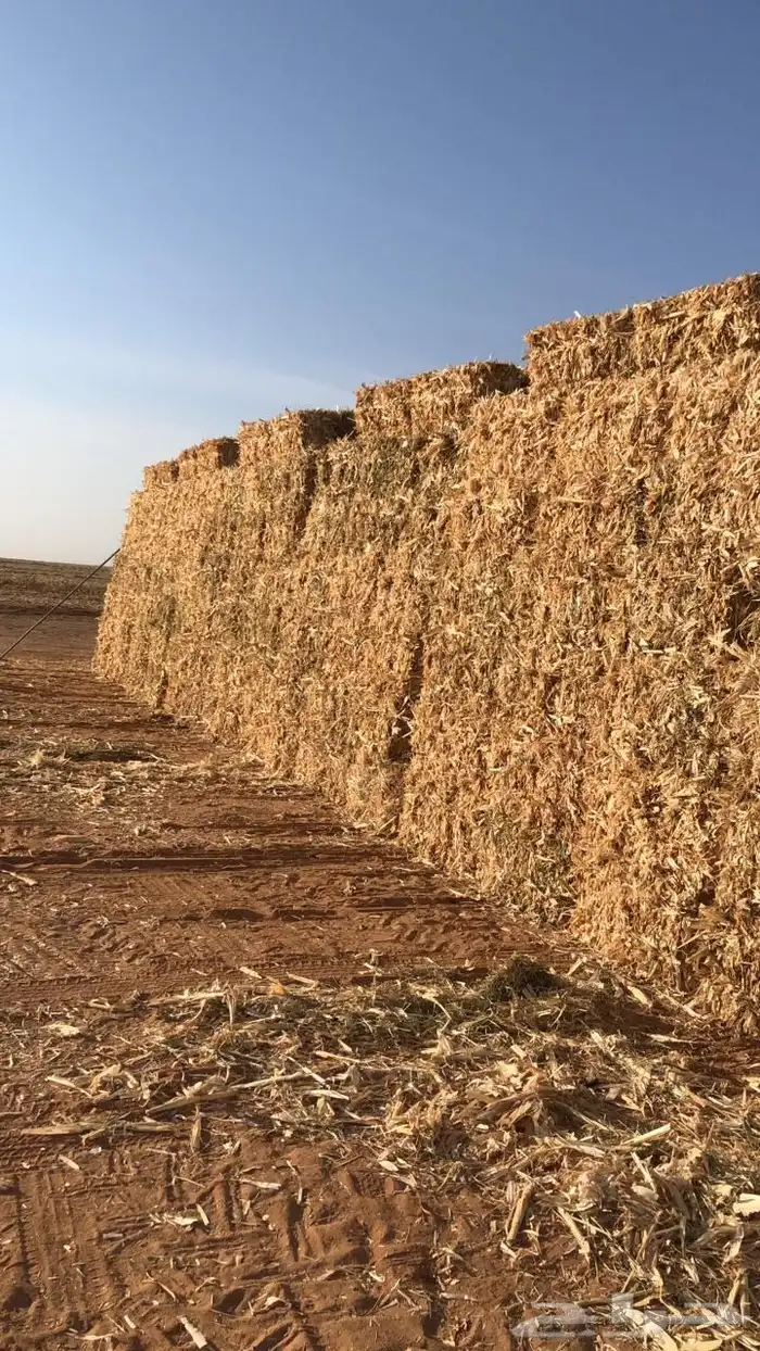 للبيع تبن ذرة شامية 2025 لبانة ويلجر 0