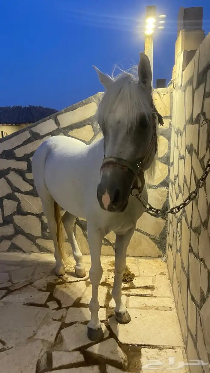 حصان شعبي ( حصان مدرسة ) 3