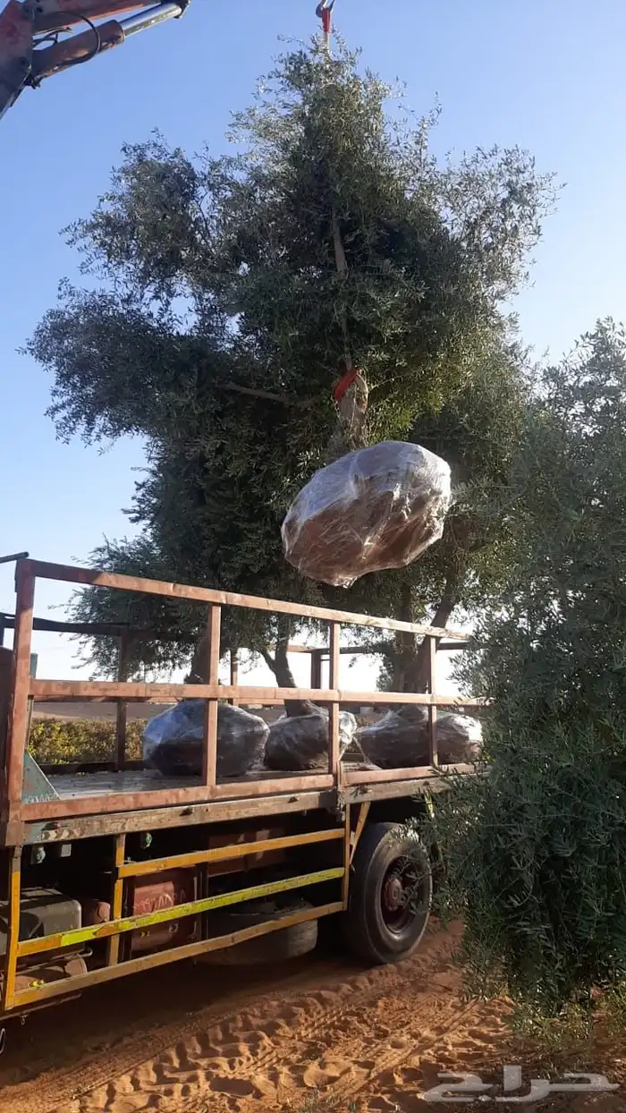 توريد وزراعة اشجار زيتون شجر زيتون 45