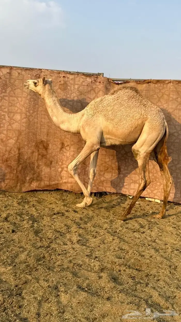 بكره بنت عز الجيش والام ناقه مهجنه 5