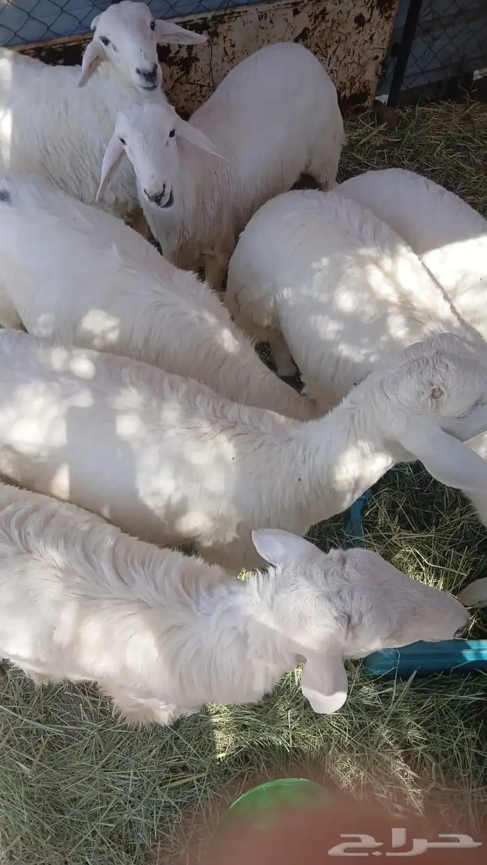 للبيع7 طليان كفو 3