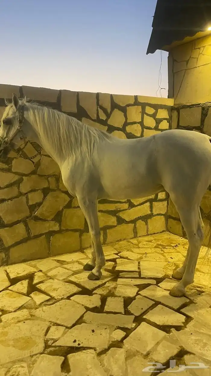 حصان شعبي ( حصان مدرسة ) 2