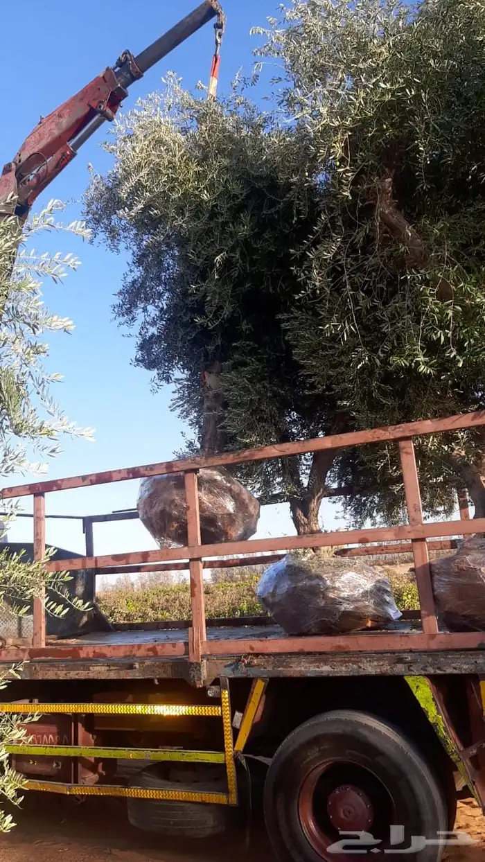 توريد وزراعة اشجار زيتون شجر زيتون 46