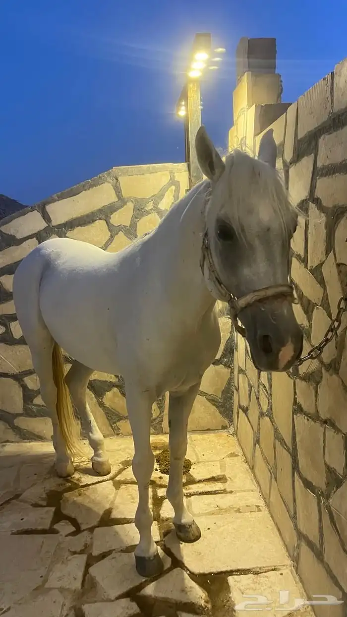 حصان شعبي ( حصان مدرسة ) 4