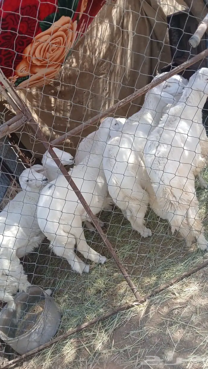 للبيع7 طليان كفو 4