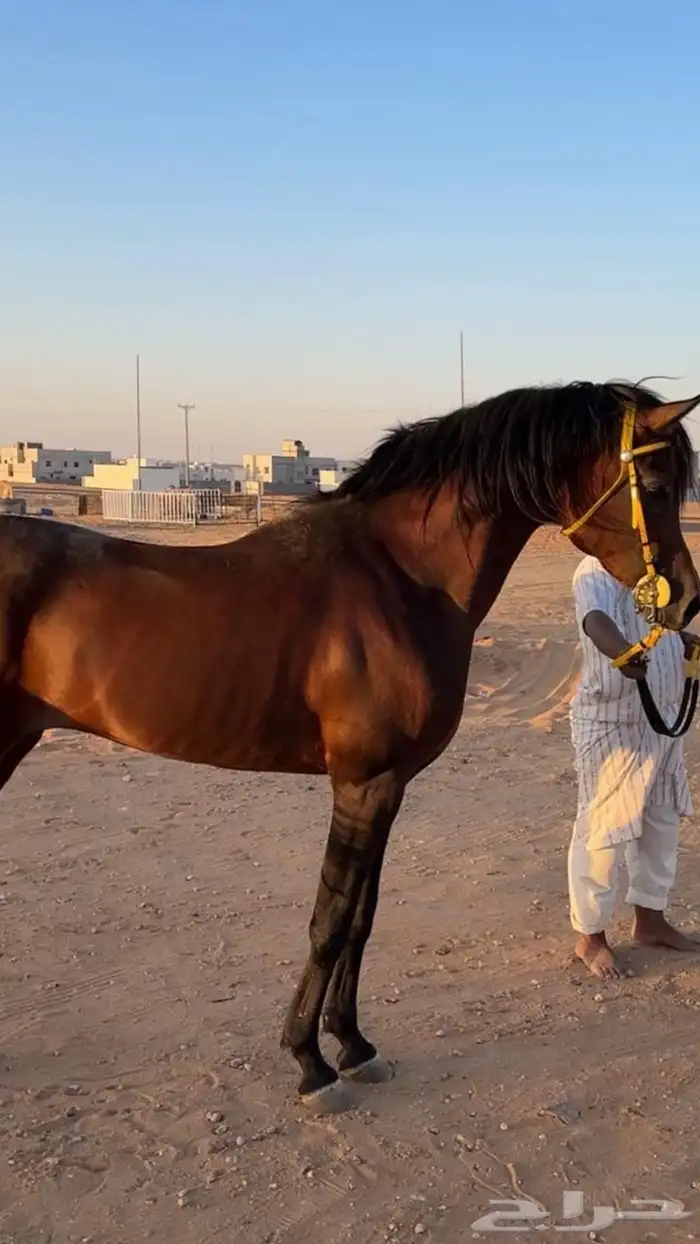 حصان عربي اصيل مروان الشقب للبيع 1