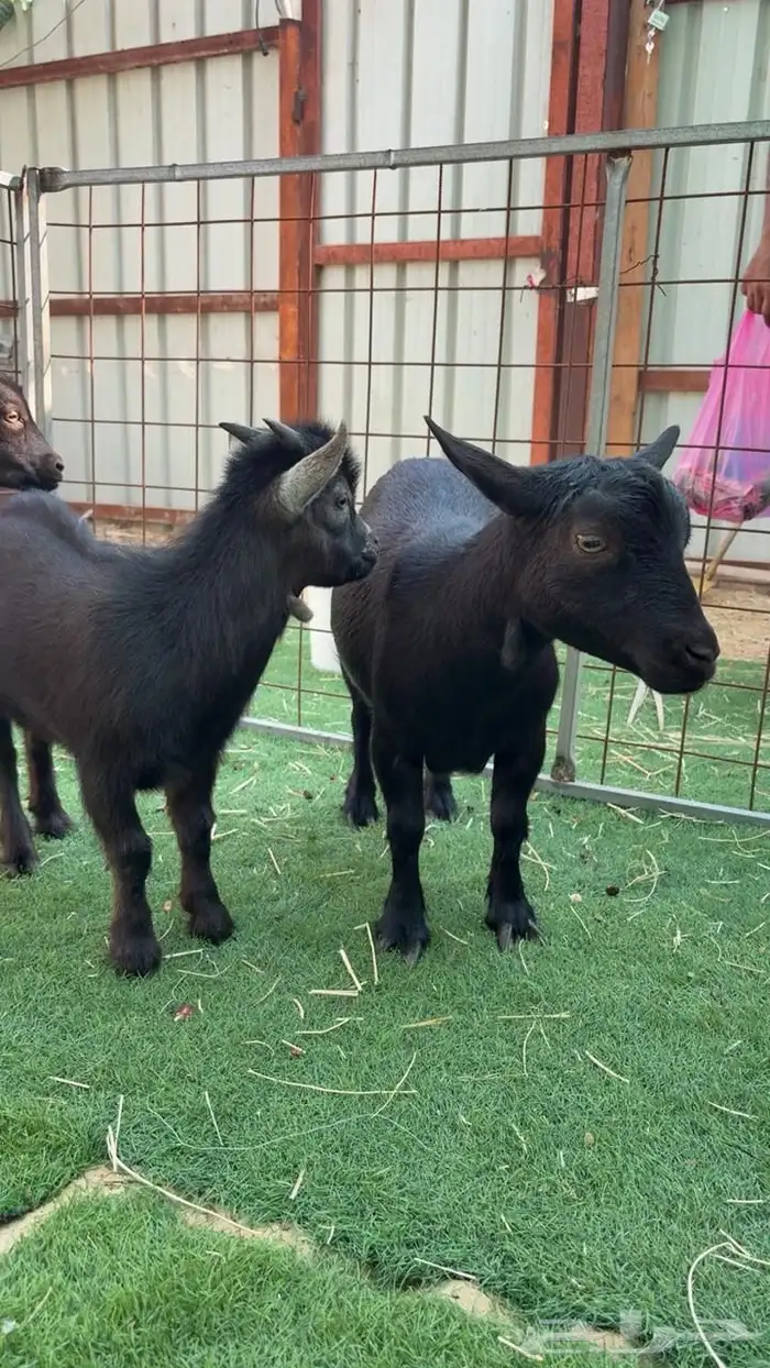 معزه غزميه تعريفها قوي وتحتها تيس 0