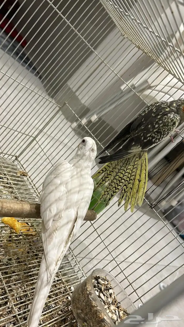 للبيع جوز كروان 2