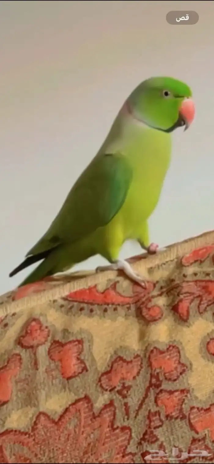 طير بغبغان درة ضايع 0