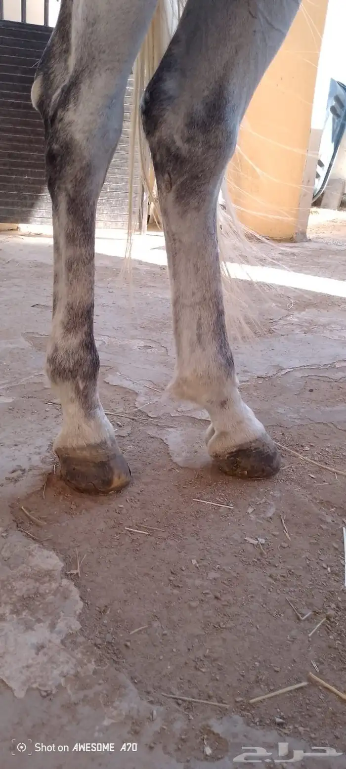 حصان الصفر للبيع العمر 6 سنوات 16