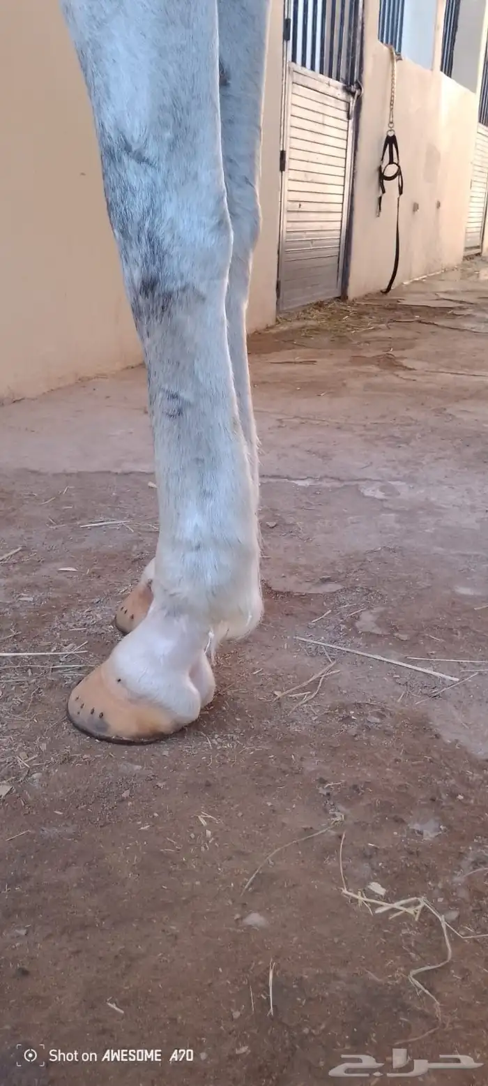 حصان الصفر للبيع العمر 6 سنوات 19