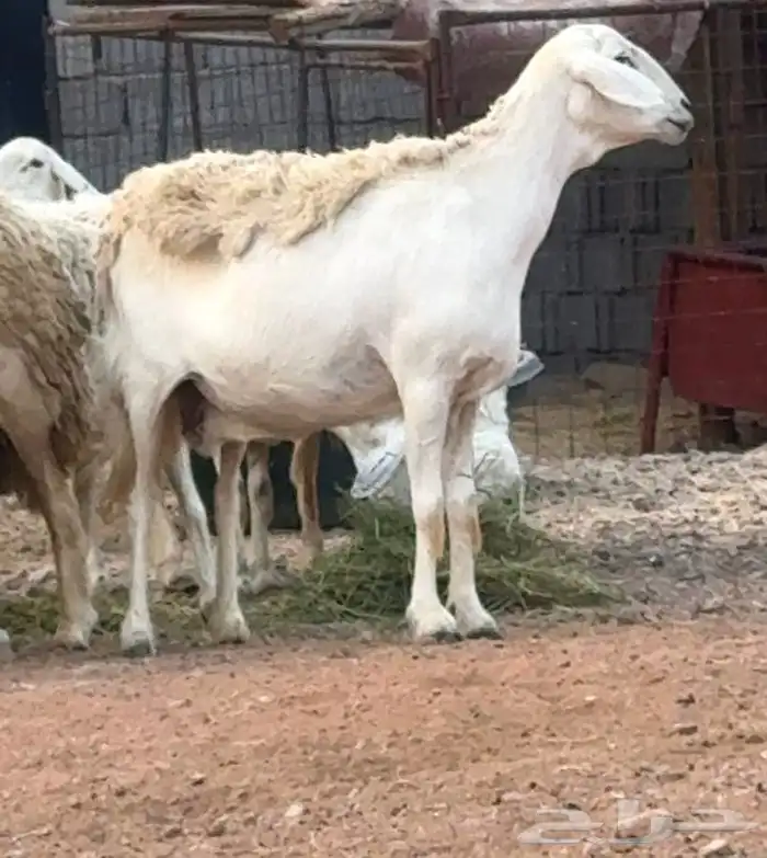 ضان ورخال حريات حرش فاخرة 13