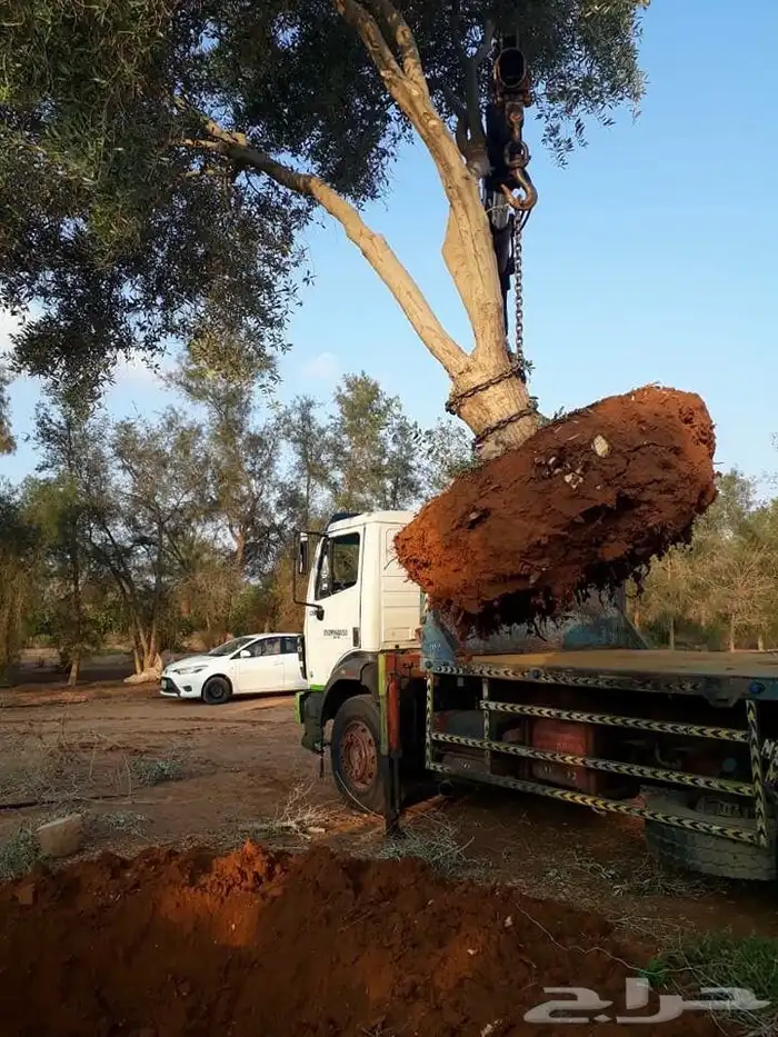 توريد وزراعة اشجار زيتون شجر زيتون 8