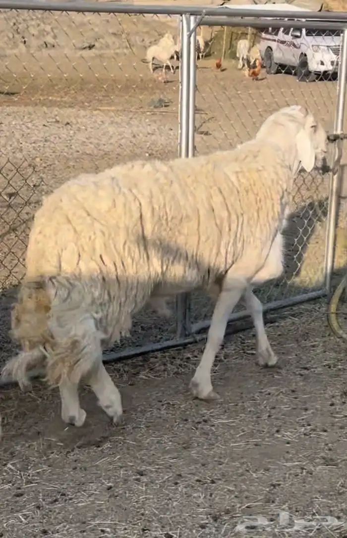 فحل حري ابرص مشروط تم البيع 1